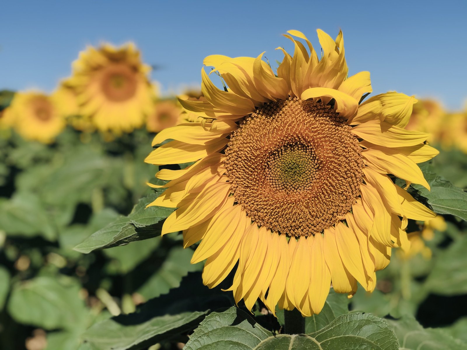 NOS VAMOS DE VACACIONES