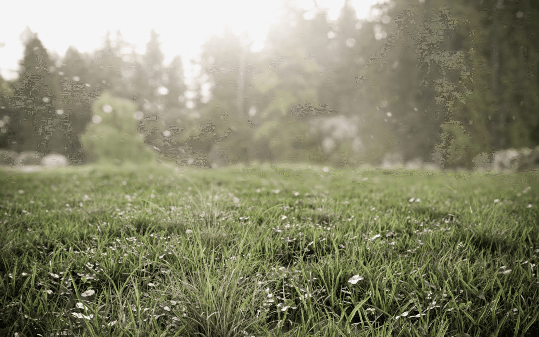 REMAKE 2020 DE UN CLÁSICO.